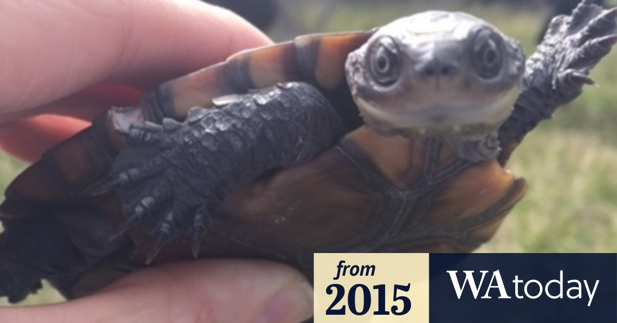 Perth boost for endangered tortoise which is also a turtle